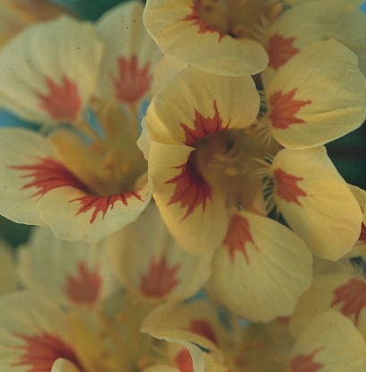Picture of Nasturtium - Peach Melba